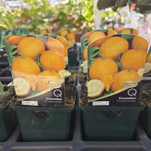 Cucumber 'Crystal Lemon'
