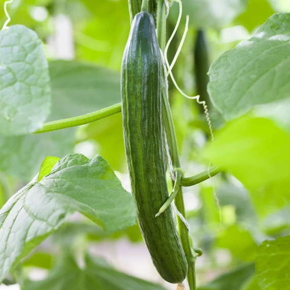 Cucumber 'Femspot F1'