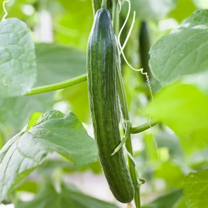 Cucumber 'Femspot F1'