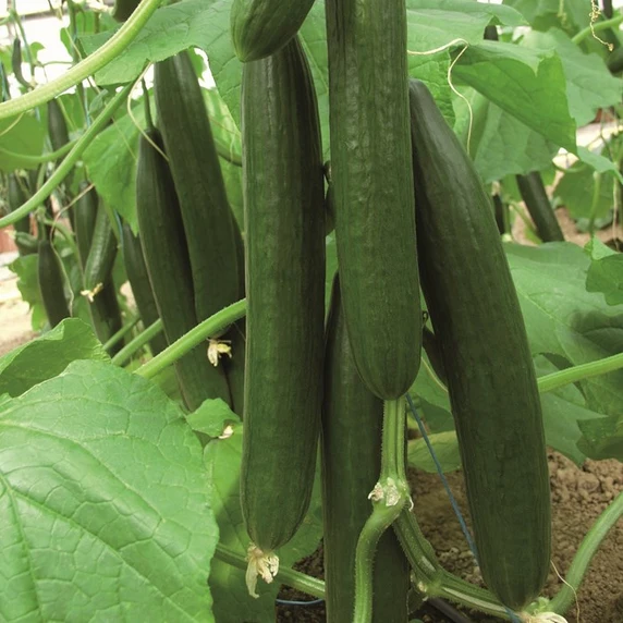 Cucumber 'Kuper' - Grafted