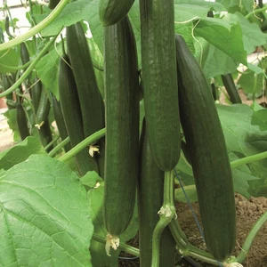 Cucumber 'Kuper' - Grafted