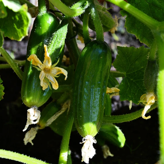 Cucumber 'Mini Hana'