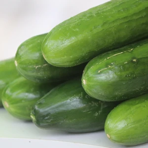 Cucumber 'Snack Tiny Tot'