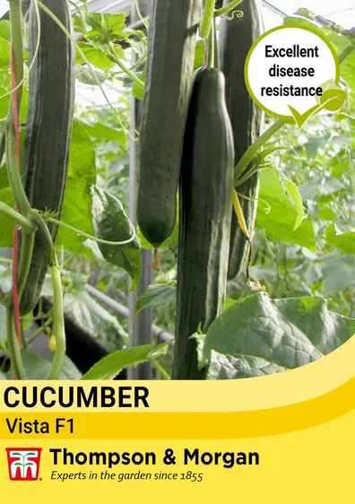 Cucumber Vista F1 Seeds - image 1