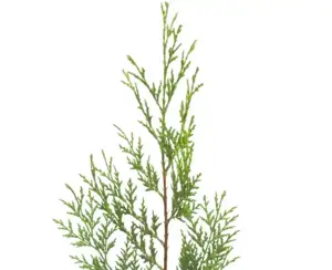 Cupressocyparis leylandii 'Castlewellan Gold' - image 3