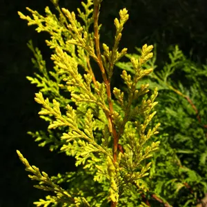 Cupressocyparis leylandii 'Castlewellan Gold' 14L Pompoms