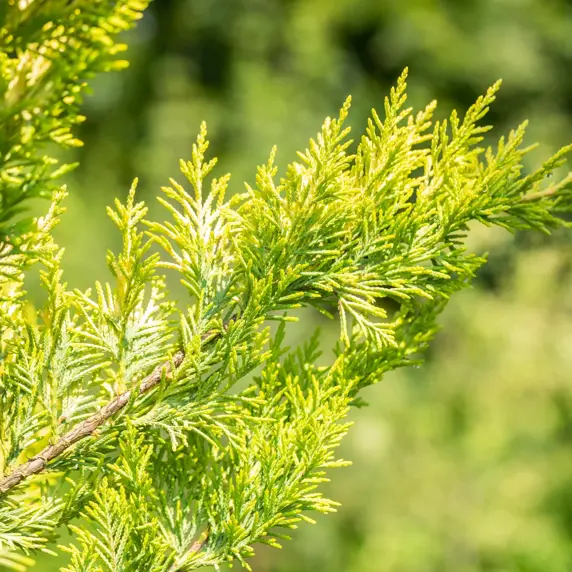 Cupressocyparis leylandii 'Gold Rider' 9L Pompoms
