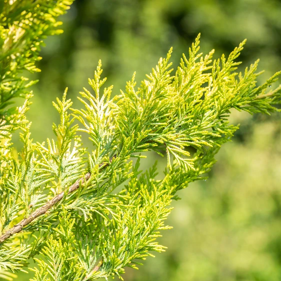 Cupressocyparis leylandii 'Gold Rider' Standard