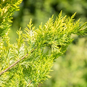 Cupressocyparis leylandii 'Gold Rider' Standard