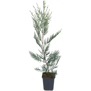 Cupressocyparis leylandii 3L