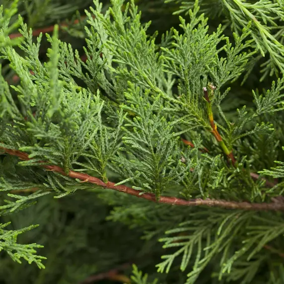 Cupressocyparis leylandii 'Pyramidalis' 9L Pompom Pruned - image 2