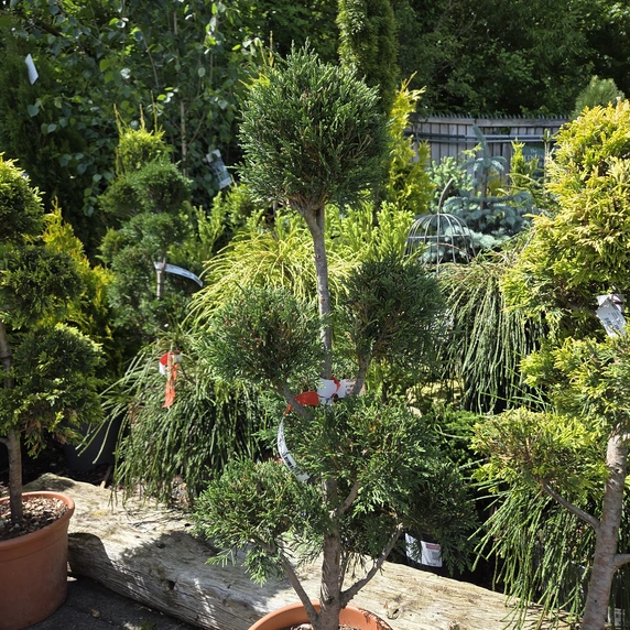 Cupressocyparis leylandii 'Pyramidalis' 9L Pompom Pruned - image 1