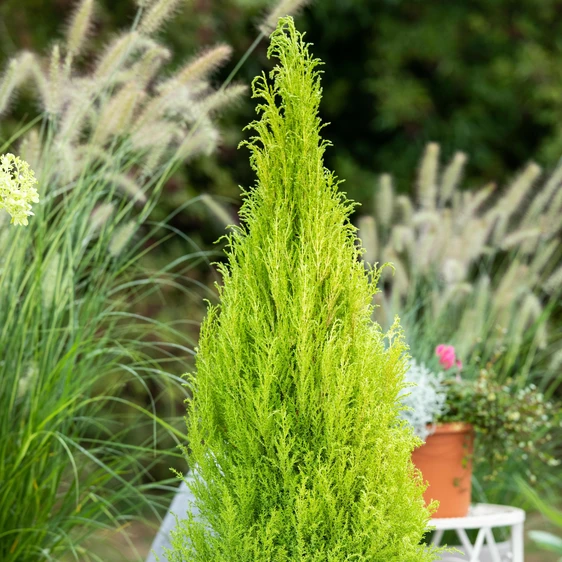 Cupressus macrocarpa 'Goldcrest' - image 1