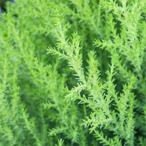 Cupressus macrocarpa 'Goldcrest' - image 2