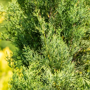Cupressus sempervirens 'Pyramidalis' 12L