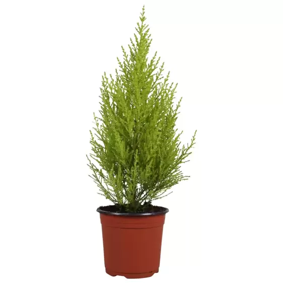 Cupressus macrocarpa 'Wilma' 14cm