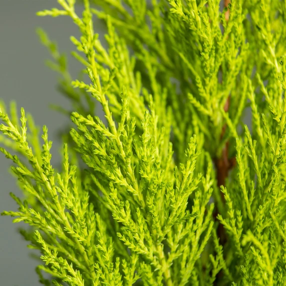 Cupressus macrocarpa 'Wilma' 4L - image 1