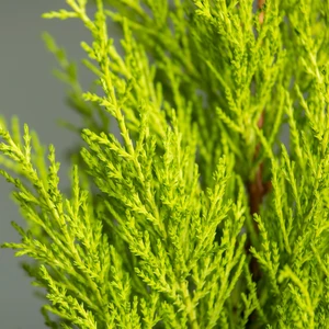 Cupressus macrocarpa 'Wilma' 4L - image 1