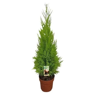Cupressus macrocarpa 'Wilma' 4L - image 2