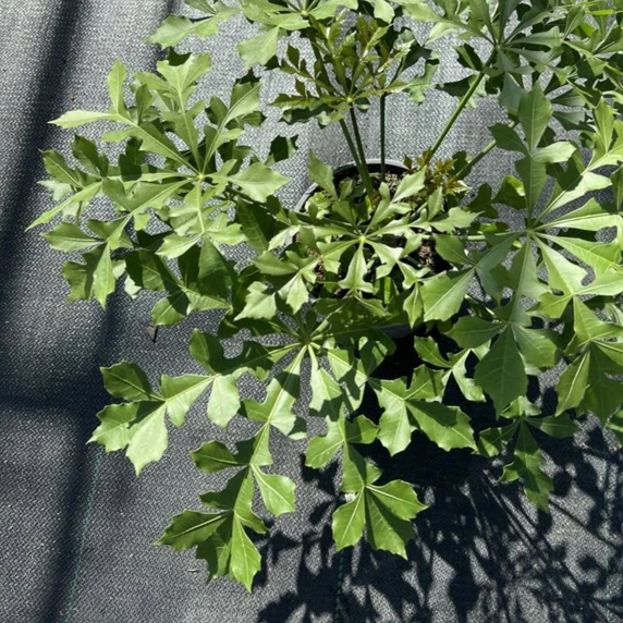 Cussonia spicata 'Cussonic'