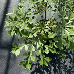 Cussonia spicata 'Cussonic'