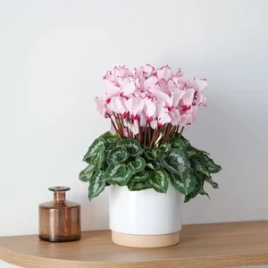 Cyclamen persicum ABSOLU® 'Sublima' - image 2