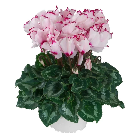 Cyclamen persicum ABSOLU® 'Sublima' - image 1