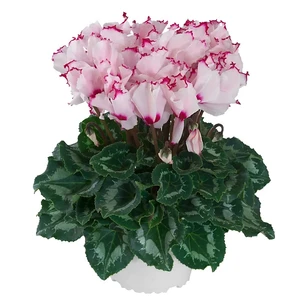 Cyclamen persicum ABSOLU® 'Sublima' - image 1