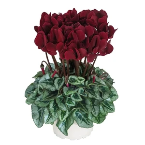 Cyclamen persicum TUXEDO® 'Deep Magenta' - image 1