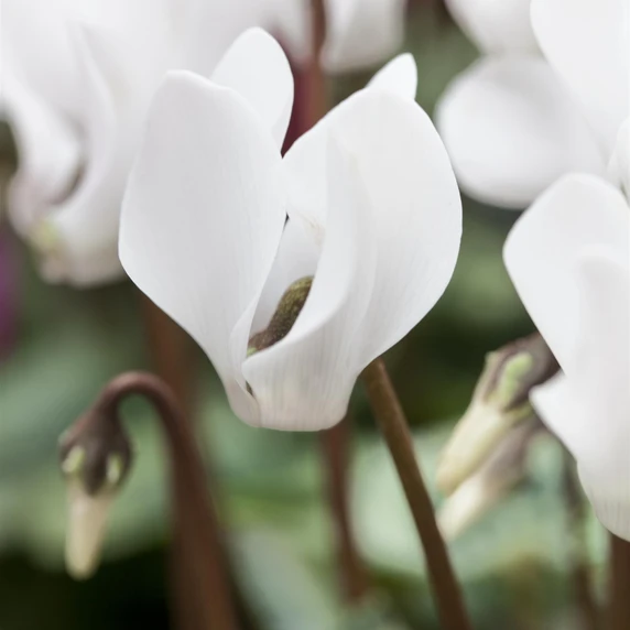 Cyclamen coum 'Album'