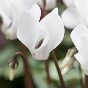 Cyclamen coum 'Album'