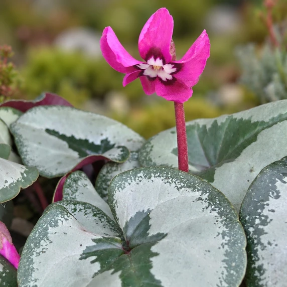 Cyclamen coum 'Dark Pink Marbled' - image 1