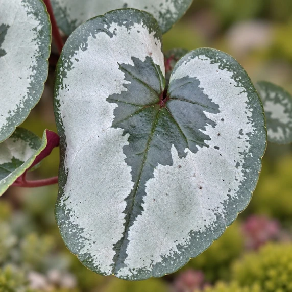 Cyclamen coum 'Dark Pink Marbled' - image 2