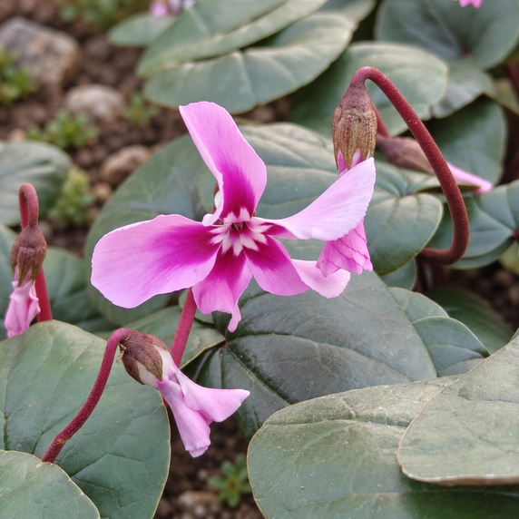 Cyclamen coum 'Light Pink'