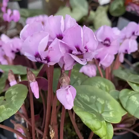 Cyclamen coum 'Pink' 10.5cm - image 1