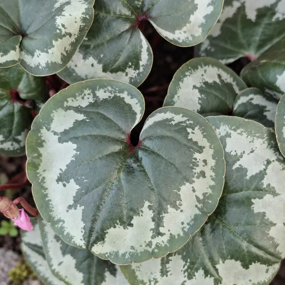 Cyclamen coum 'Pink Marbled' - image 2