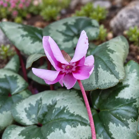 Cyclamen coum 'Pink Marbled' - image 1