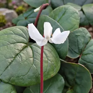 Cyclamen coum 'Pure White'