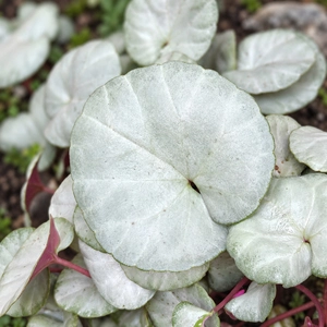Cyclamen coum 'Silver Leaf Album' - image 1
