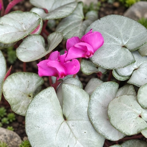 Cyclamen coum 'Silver Leaf Dark Pink' - image 1