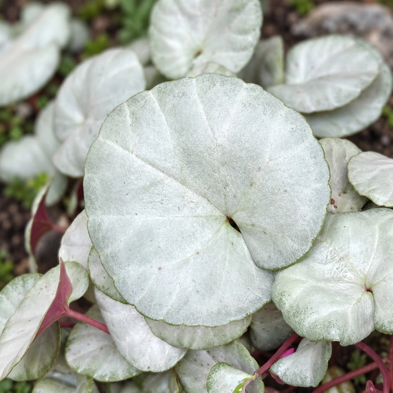 Cyclamen coum 'Silverleaf Album' - image 1