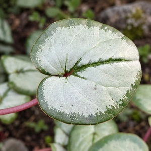 Cyclamen coum 'Silverleaf Album' - image 2