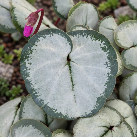 Cyclamen coum 'Silverleaf Dark Pink' - image 2