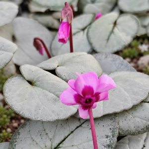 Cyclamen coum 'Silverleaf Light Rose' - image 1