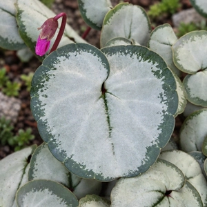 Cyclamen coum 'Silverleaf Light Rose' - image 2