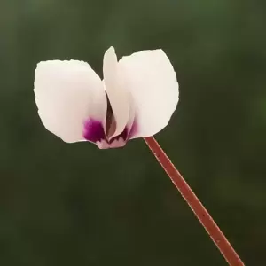 Cyclamen coum 'White' 9cm