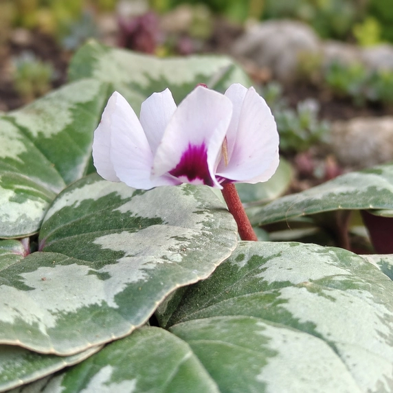 Cyclamen coum 'White Marbled' - image 1