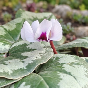 Cyclamen coum 'White Marbled' - image 1
