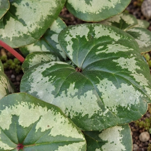 Cyclamen coum 'White Marbled' - image 2