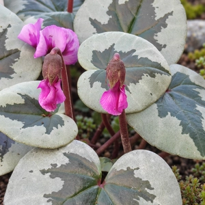 Cyclamen coum 'Xmas Leaf Rose' - image 1
